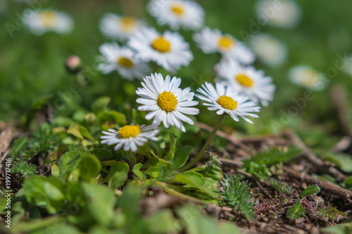 Margeriten   G  nseblumen Feld bei Sonnenlicht