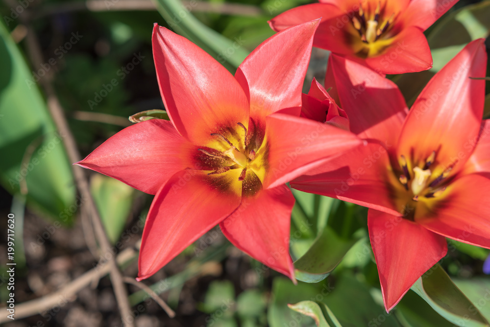 Rote Blumen im Frühling