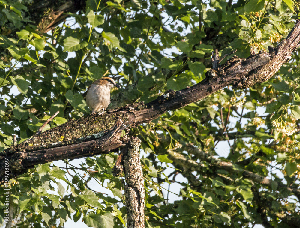 Brubru Shrike Bird Perched on Green Leaf Tree Branch