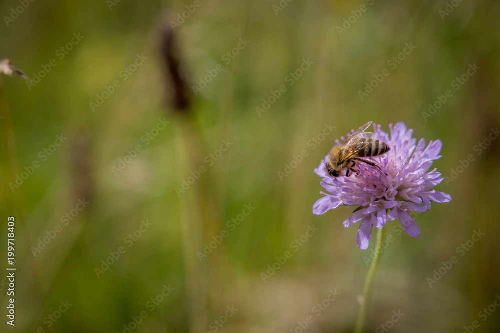 flower flower