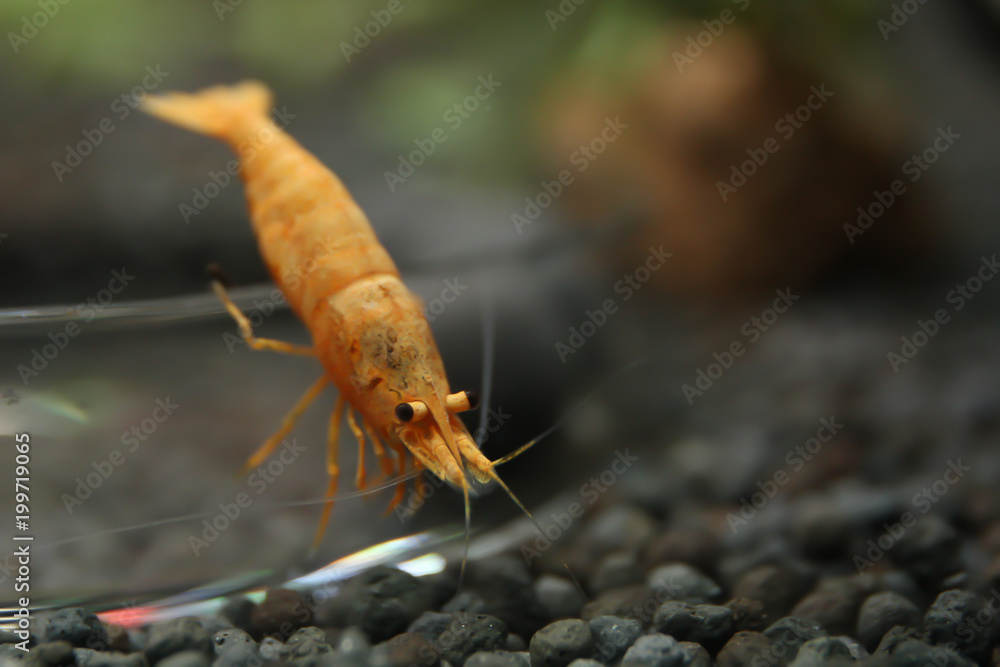 neocaridina shrimp