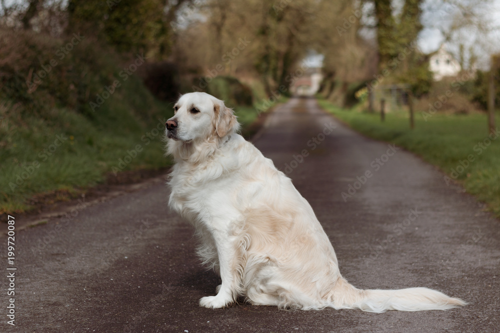 Purebred white golden retriever siting down in the middle of a country road