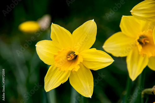 Close-up on narcissus flower in spring