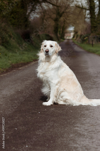 Purebred white golden retriever siting down in the middle of a country road