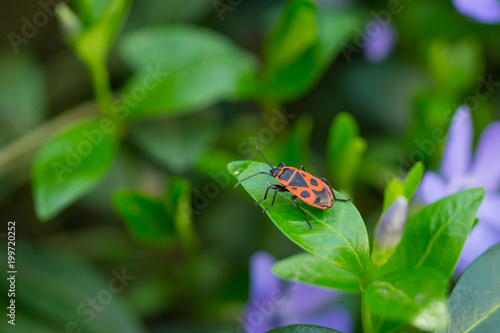 Firebug (Pyrrhocoris apterus) group of insects on the leaves