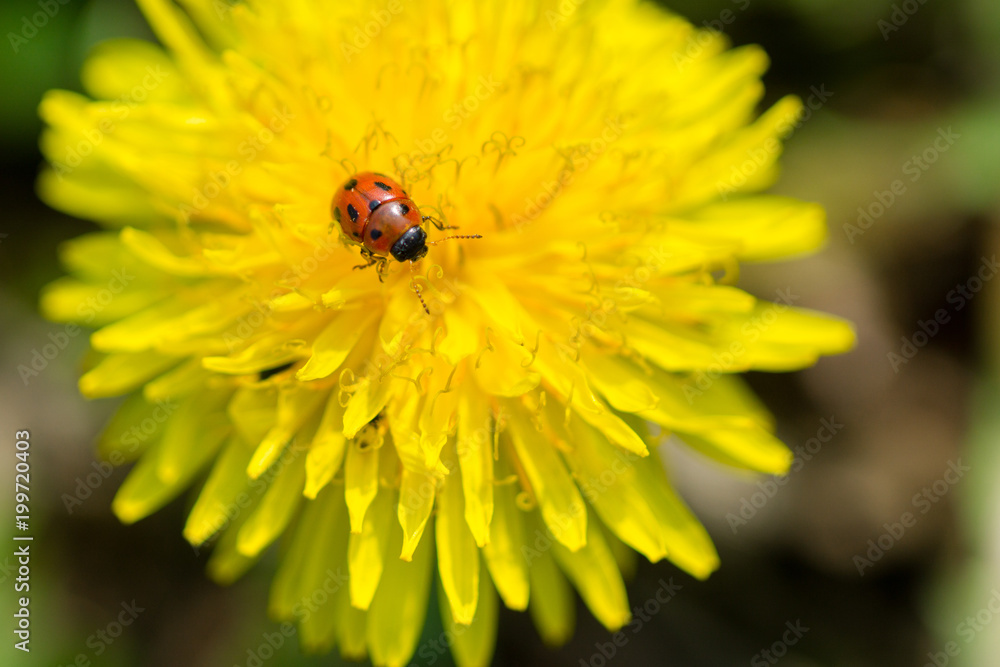 Close up of Ladybug on blooming yellow dandelion flower (Taraxacum officinale). Detail of bright dandelion in meadow at springtime Close up of Ladybug on blooming yellow dandelion flower (Taraxacum officinale). Detail of bright dandelion in meadow at springtime