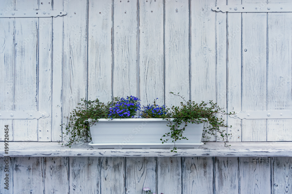 Fototapeta premium Niebieskie kwiaty w białej doniczce na tle pomalowanych na biało desek