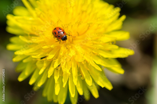 Close up of Ladybug on blooming yellow dandelion flower (Taraxacum officinale). Detail of bright dandelion in meadow at springtime