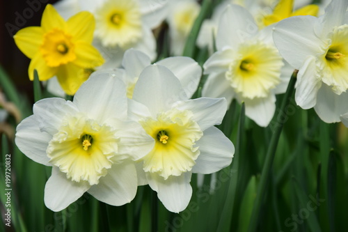 Fototapeta Naklejka Na Ścianę i Meble -  Osterglocken, Narzissen