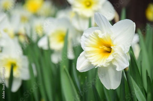 Fototapeta Naklejka Na Ścianę i Meble -  Osterglocken, Narzissen