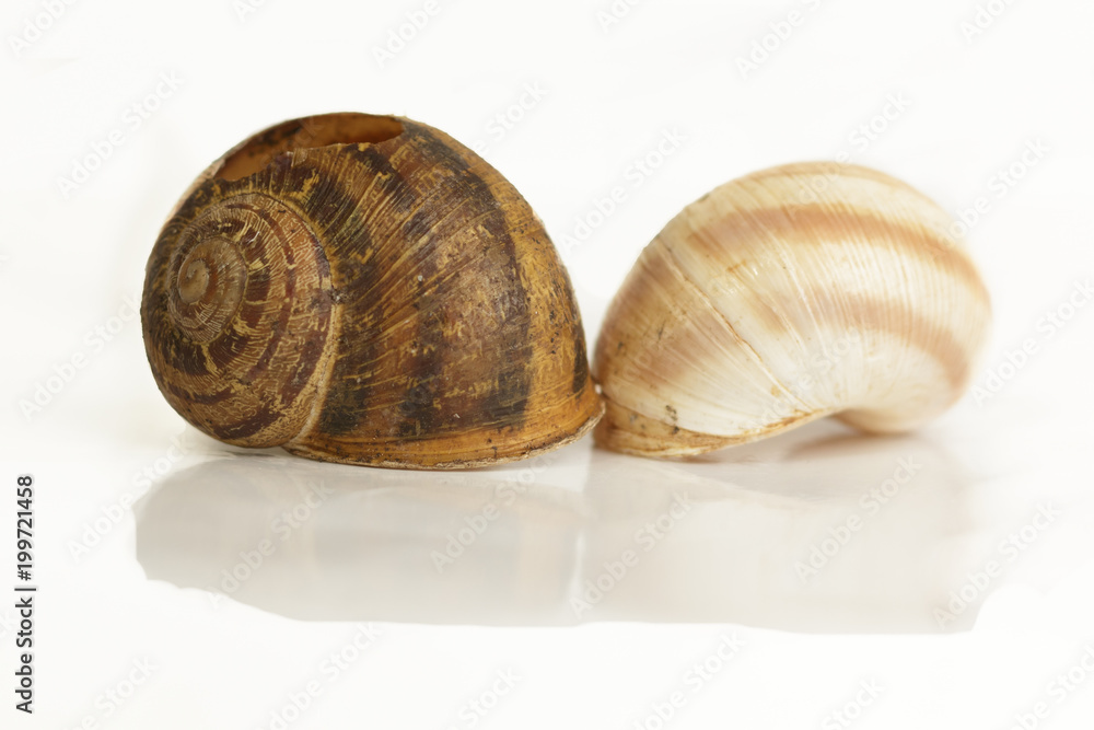Snail Shell