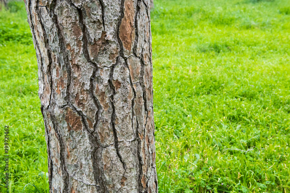 Oak wood trunk detail over green field forest Oak wood trunk detail over green field forest