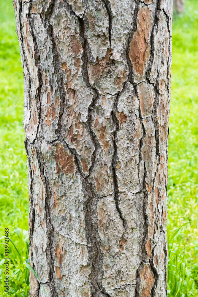 Oak wood trunk detail over green field forest Oak wood trunk detail over green field forest