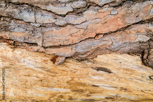Oak wood bark and trunk detail