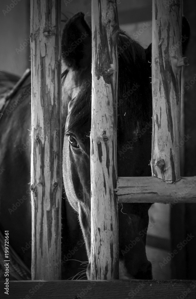 Beautiful horse in the stables