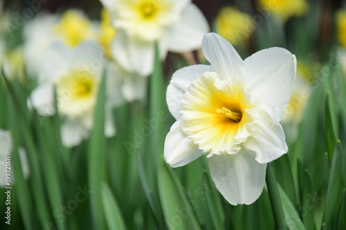 Fototapeta Naklejka Na Ścianę i Meble -  Osterglocken, Narzissen
