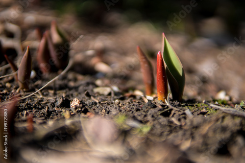 small seedling growing from the ground © michal812