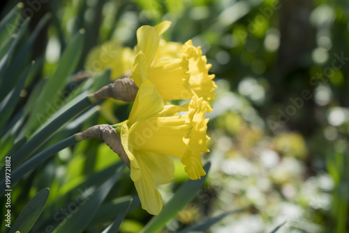 Fototapeta Naklejka Na Ścianę i Meble -  Zwei Narzissen im Sonnenlicht