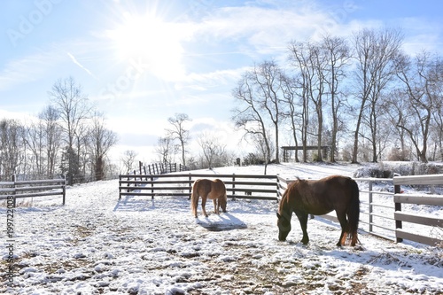 Horses in winter snow