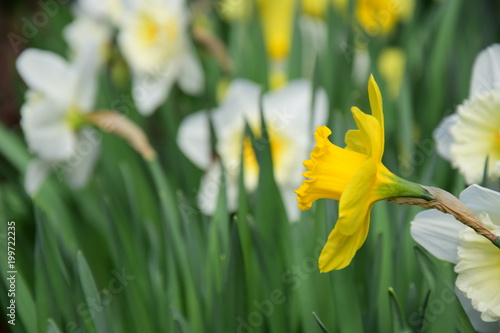 Fototapeta Naklejka Na Ścianę i Meble -  Osterglocken, Narzissen