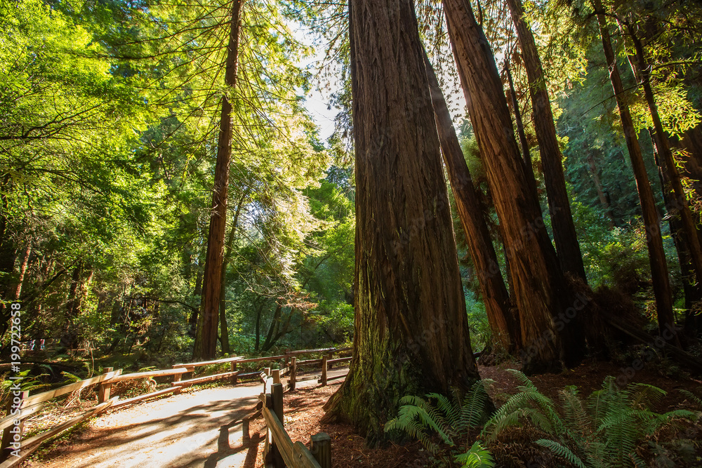 Obraz premium Muir woods National Monument near San Francisco in California, USA