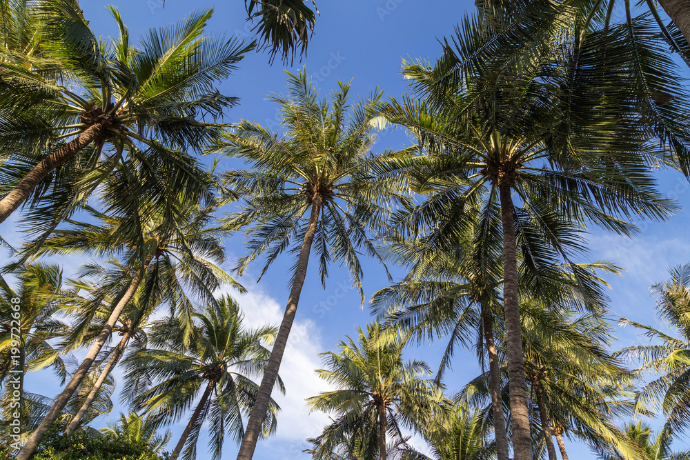 Palmen mit Blauer Himmel im Hintergrund.