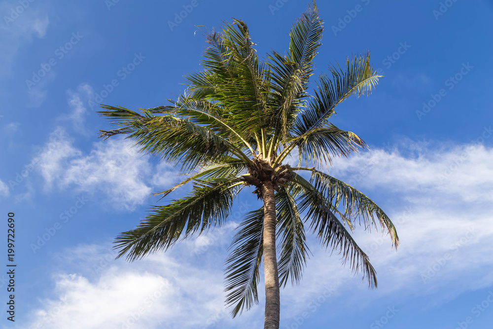 Palmen mit Blauer Himmel im Hintergrund.