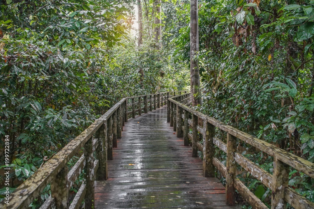 Wooden Trail Bridge in Tropical Rainforest Wooden Trail Bridge in Tropical Rainforest
