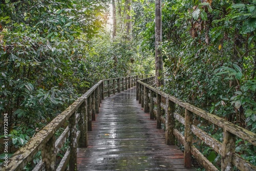Wooden Trail Bridge in Tropical Rainforest
