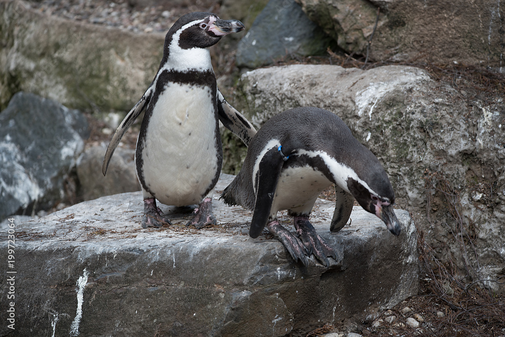 Naklejka premium Pinguin