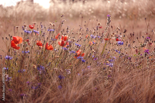 Field with grasses, poppies and cornflowers in the province Italy  photo