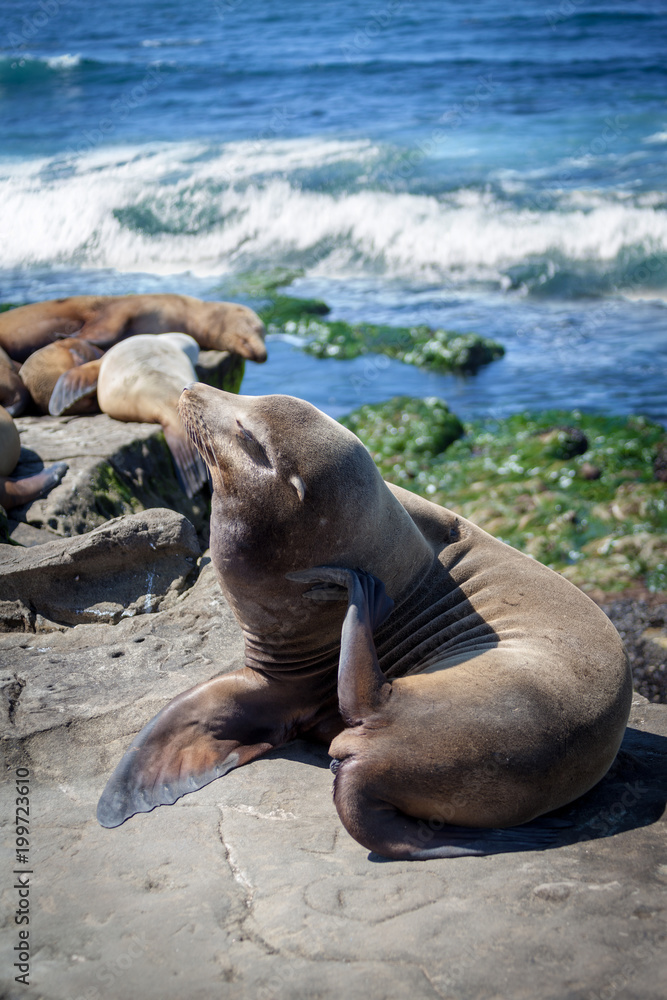 Fototapeta premium California Sea Lions Zalophus Californianus in La Jolla