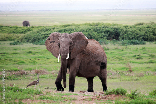 Photography African elephants