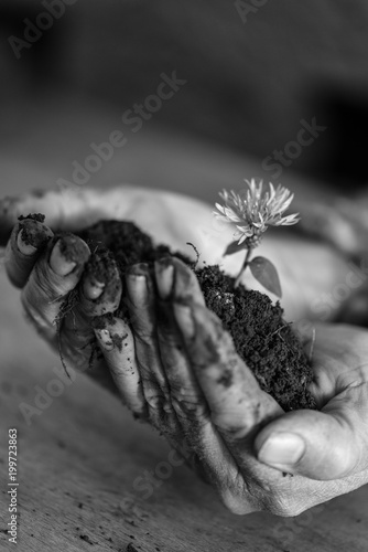 Fototapeta Naklejka Na Ścianę i Meble -  Man holding a dandelion in soil cupped in his hands in a monochrome  image