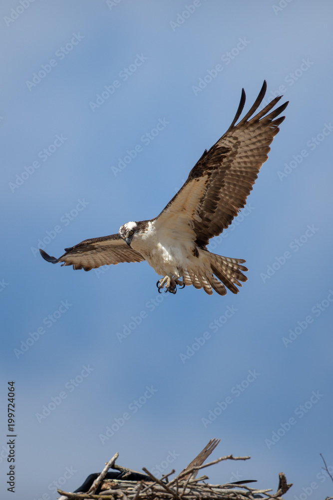 Obraz premium Osprey