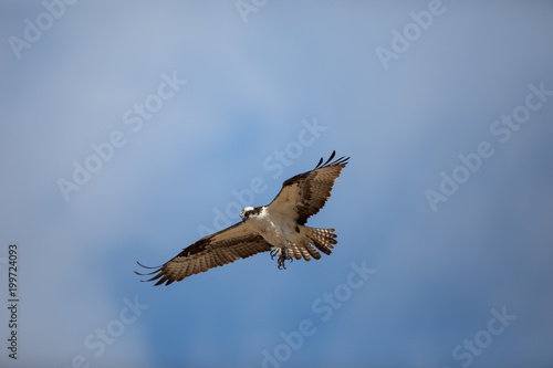 Osprey © Eric