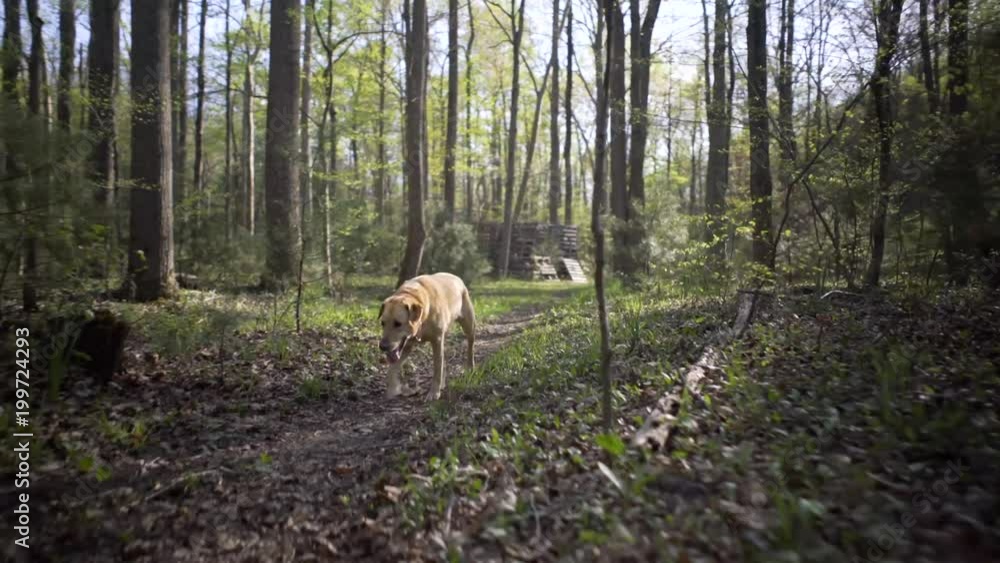 Dog of breed labrador walking through forest with steadicam Dog of breed labrador walking through forest with steadicam