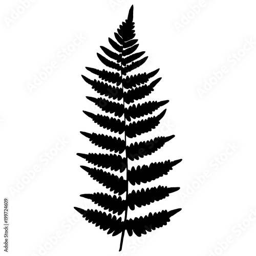 Silhouette leaf fern forest. Vector illustration.