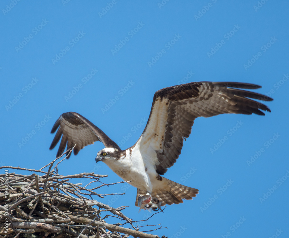 Osprey Osprey