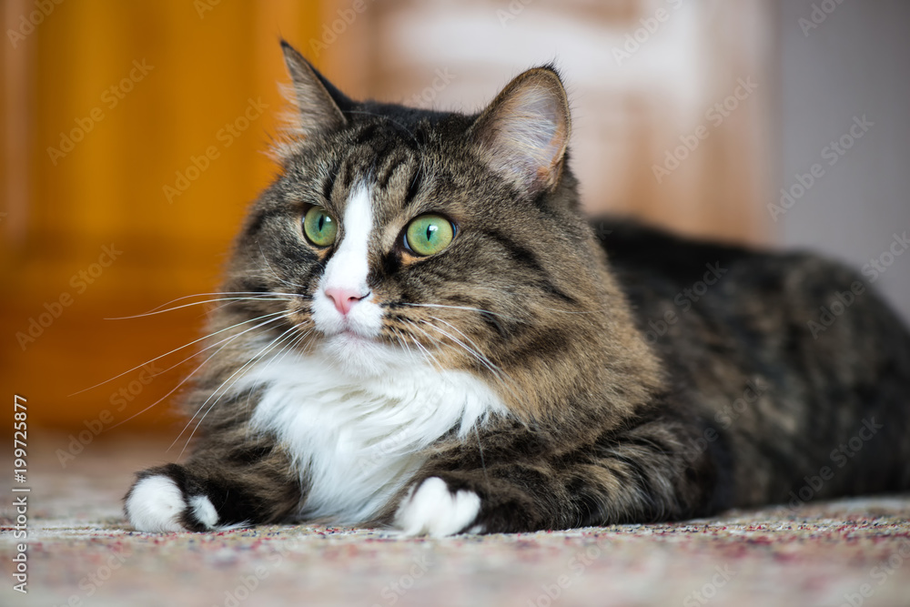 the house cat lies on the carpet.