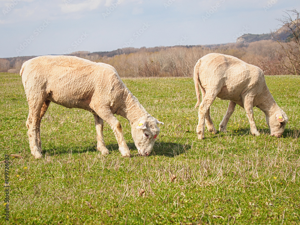 sheared sheep graze on a spring meadow sheared sheep graze on a spring meadow