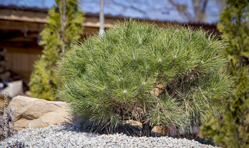 Cultivar dwarf mountain pine Pinus mugo var. pumilio in the rocky garden photo