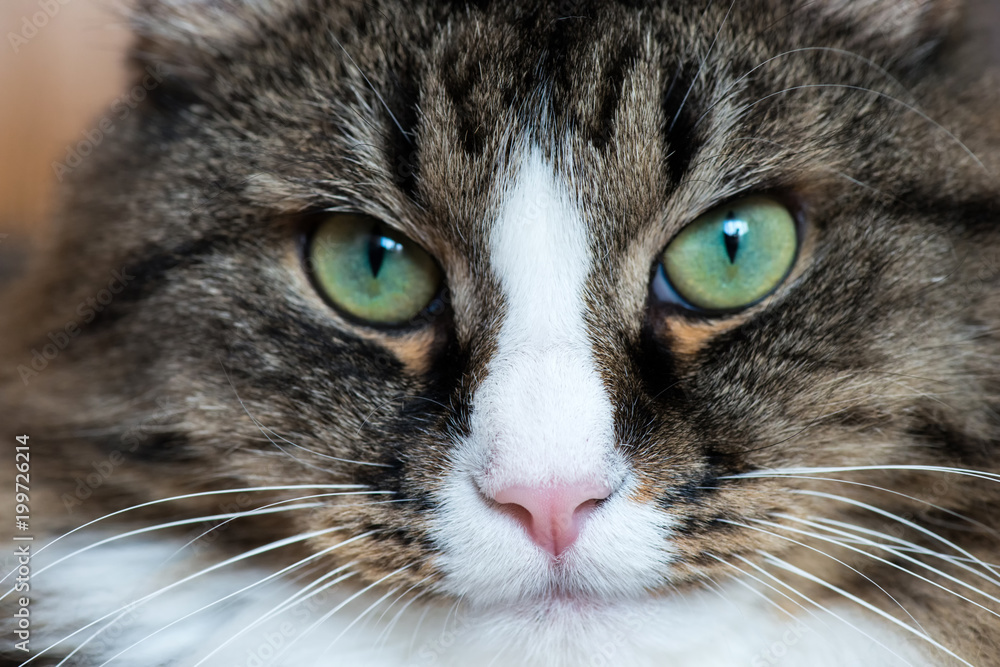 muzzle of a cat close-up muzzle of a cat close-up