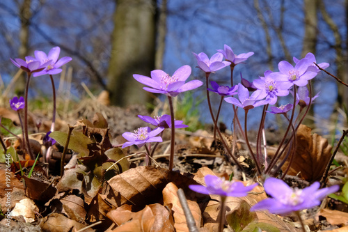 Fioletowy wiosenny kwiat - przylaszczka pospolita (anemone hepatica)