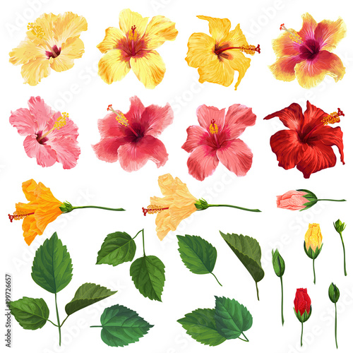 Hibiscus Floral Set with Flowers, Leaves and Branches. Watercolor Hand Drawn Spring and Summer Flowers for Decoration, Pattern, Wedding Invitation, Wallpaper. Vector illustration