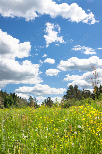 spring landscape with blossoming meadow