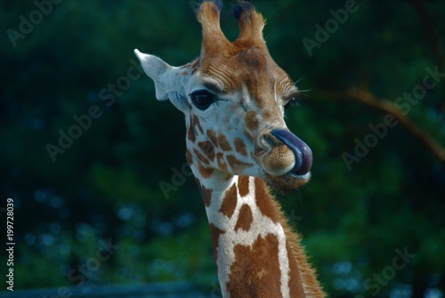 Canvas Print Giraffe