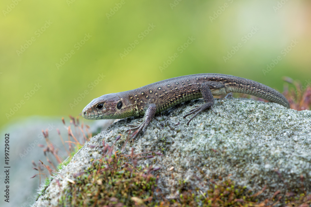 Naklejka premium Sand lizard - Lacerta agilis