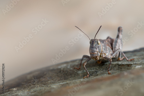 Red-winged Grasshopper - Oedipoda germanica