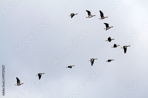 Wedge of flying wild Greater white-fronted geese (Anser albifrons) against cloudy sky © kazakovmaksim